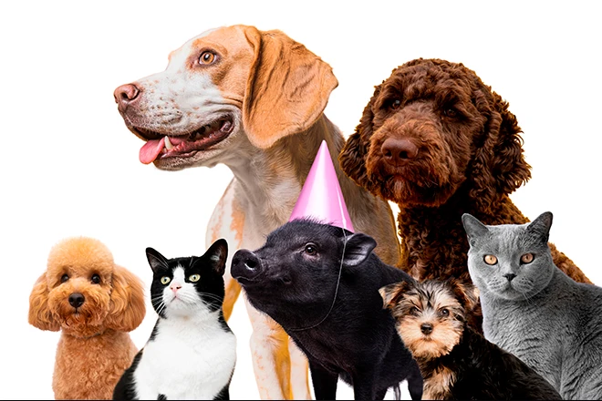 -animais-pet